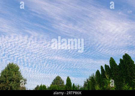 Cirrocumuls and cirrostratus clouds over thujas against blue sky in summer morning background Stock Photo