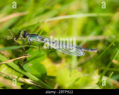 Green form female of the UK common blue damselfly, Enallagma cyathigerum, in a UK garden Stock Photo
