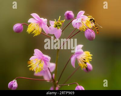 Close up of individual late summer flowers in the panicle of Chinese meadow rue, Thalictrum delavayi. The hoverfly is Sphaerophoria scripta Stock Photo
