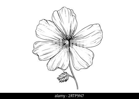 Isolated cosmea vector illustration element. Black and white engraving style ink art. Stock Vector