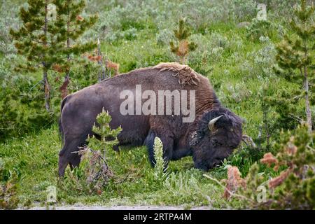 American bison (Bison bison), scrape old fur from head, Yellowstone National Park, Wyoming, United States of America Stock Photo