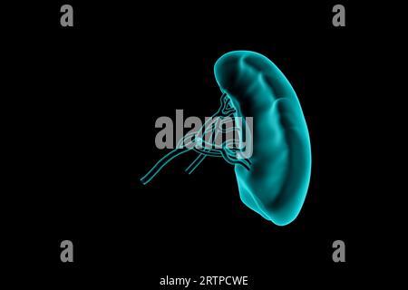 3d illustration of human spleen realistic x-ray simulation isolated on black Stock Photo