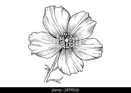 Isolated cosmea vector illustration element. Black and white engraving style ink art. Stock Vector