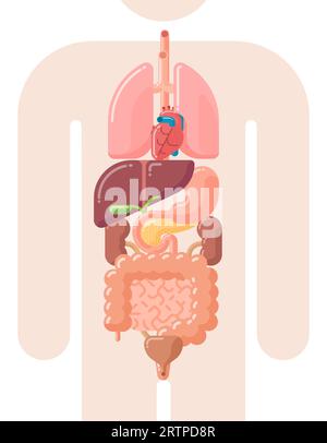 Flat design vector illustration of human internal organs - lungs, heart, liver, stomach, gall bladder, pancreas, kidneys, urinary bladder and intestine Stock Vector