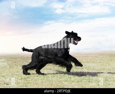 dog training  for obedience discipline in a club Stock Photo