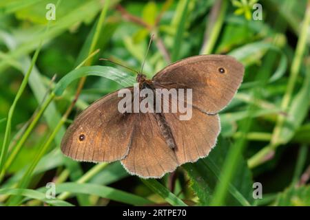 Meadow brown butterfly, Maniola jurtina, Sussex, UK Stock Photo