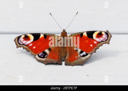 Peacock butterfly, Aglais io, Sussex, UK Stock Photo