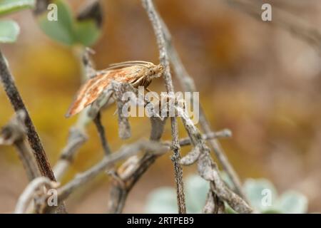 Close-up of moth between dry twigs with focus on the eye and warm surroundings Stock Photo