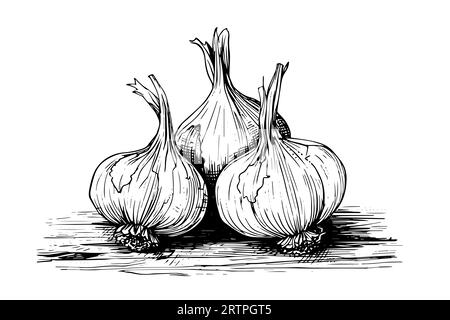 Garlic heads hand drawn ink sketch. Engraving vintage style vector illustration. Stock Vector