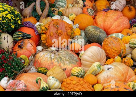Variety of large to small pumpkins and gourds of all shapes a colorful collection piled together also a few mum plants for a autumn display outdoors c Stock Photo