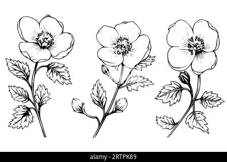 Rosa canina flower hand drawn ink sketch. Engraving style vector illustration. Stock Vector