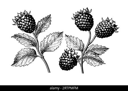 Blackberry or raspberry hand drawn ink sketch. Engraving vintage style vector illustration. Stock Vector