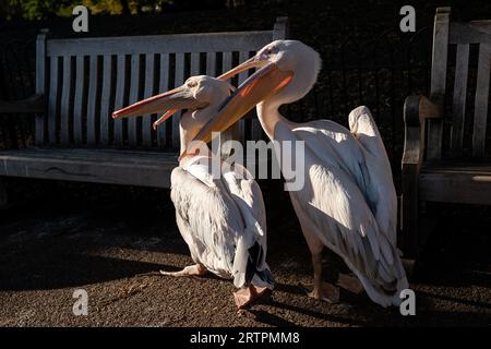 Pelicans in St James's Park, London. Picture date: Thursday September 14, 2023. Stock Photo