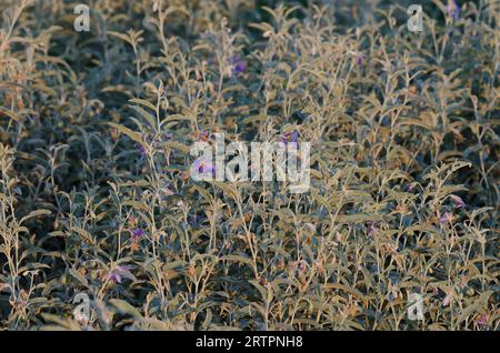 Silverleaf Nightshade, Solanum elaeagnifolium Stock Photo