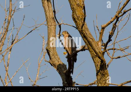Cooper's Hawk, Accipiter cooperii, in late light Stock Photo