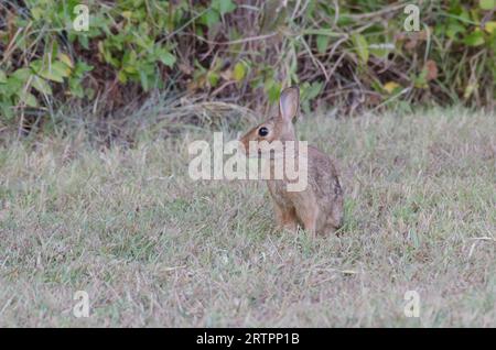 Eastern Cottontail, Sylvilagus floridanus Stock Photo