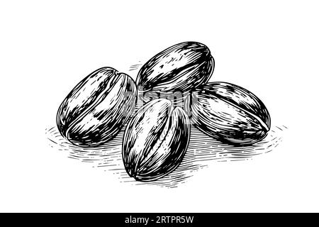 Coffee beans hand drawn engraving style vector illustration. Stock Vector