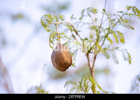 Blue Jacaranda Tree Fruits of the species Jacaranda mimosifolia Stock Photo