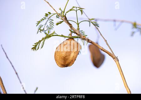 Blue Jacaranda Tree Fruits of the species Jacaranda mimosifolia Stock Photo