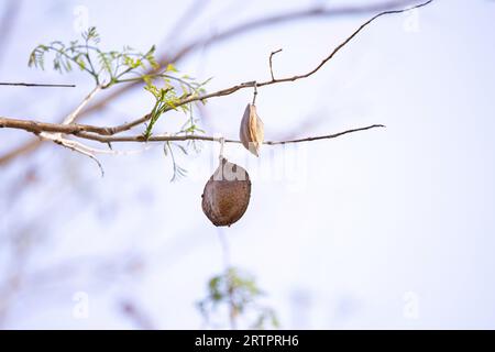 Blue Jacaranda Tree Fruits of the species Jacaranda mimosifolia Stock Photo