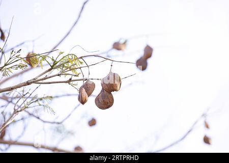 Blue Jacaranda Tree Fruits of the species Jacaranda mimosifolia Stock Photo