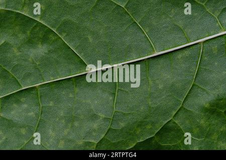 Macro background green leaf with texture Stock Photo