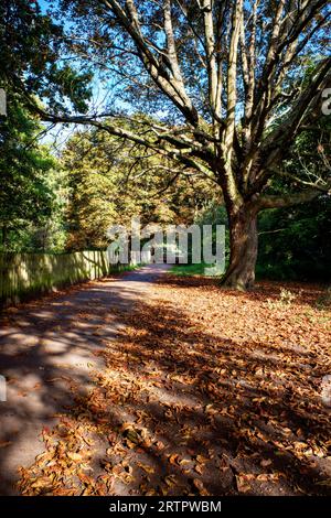 Cassiobury Park in the Autumn, Watford, Hertfordshire, England, UK Stock Photo
