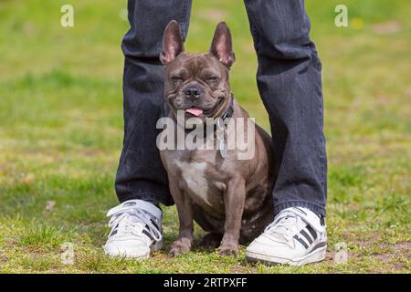 Lilac French bulldog / Isabella frenchie / Bouledogue Français, breed of French companion dog or toy dog sitting between legs of dog owner in garden Stock Photo