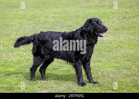 Black flat-coated retriever, gundog / hunting dog breed originating from England in grassland Stock Photo
