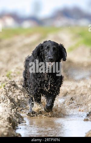 Black flat-coated retriever, gundog / hunting dog breed originating from England, running fast through muddy field Stock Photo