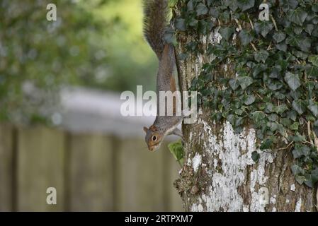 Close-Up Image of an Eastern Gray Squirrel (Sciurus carolinensis) Running Down the Left Side of a Leafy Tree Trunk, Head First, taken in Autumn Stock Photo