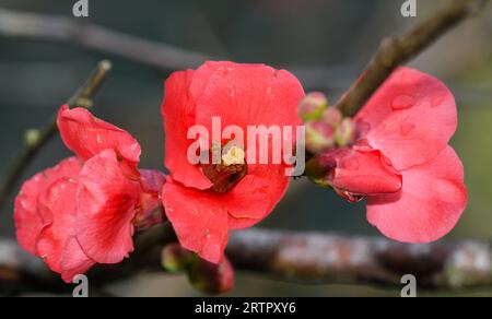 Closeup of Japanese quince flowers Stock Photo