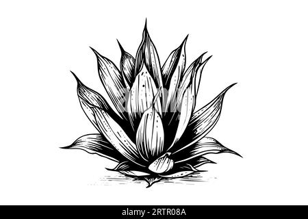 Blue agave ink sketch. Tequila ingredient vector drawing. Engraving illustration of mexican plant. Stock Vector