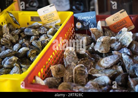 Oysters for sale on market stall, in yellow and red boxes. This seafood is a famous local product in Brittany, France. Stock Photo