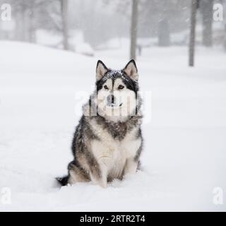 Alaskan Malamute Dog Sitting outside in a snowstorm Stock Photo