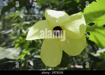 View of the pollen of a large yellow color Ornamental Okra (Abelmoschus Moschatus) flower bloomed in the home garden Stock Photo