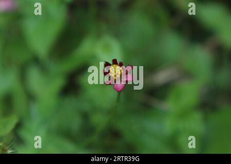A blooming small purple Cosmos flower bud (Cosmos Caudatus) view with the filled rainwater between flower petals Stock Photo