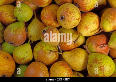 Ripe pears, Pyrus, freshly harvested Stock Photo