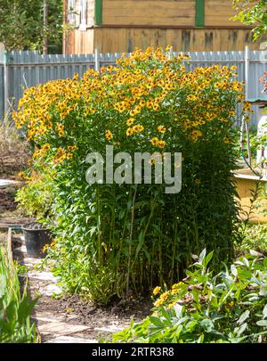 A flowerbed with blooming heleniums under bright sunlight in the garden of a cottage. Cottage, garden, rural. Stock Photo
