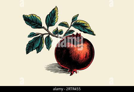 Pomegranate vector vintage sketch. Hand drawn tropical fruit color illustration. Stock Vector
