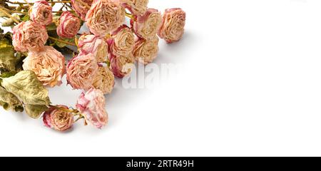 Dried rose branches isolated on white background top view with space for text. The concept of loneliness or age. Unhappy love. A loss. Sadness. Stock Photo