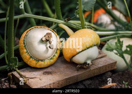 Pumpkins grown on a vegetable farm. Two turban pumpkins on a branch in the garden. Autumn harvest. Pumpkin plant. Stock Photo