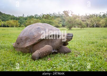 Galapagos giant tortoise on the grass, selective focus, Galapagos Islands, Ecuador. Stock Photo