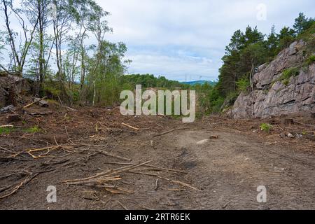 Clearing in a forest after timber har been cut Stock Photo