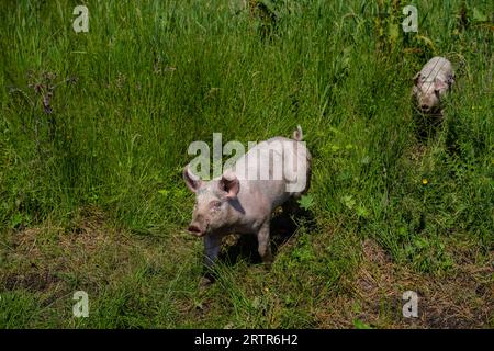 Pink pigs running through tall grass Stock Photo