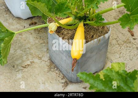 Growing zucchini in plastic pots on concrete Stock Photo