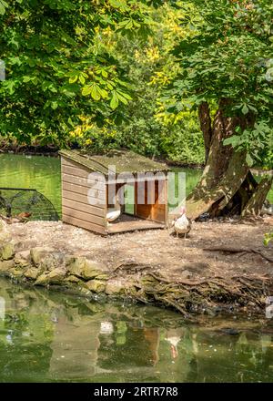 Family of ducks with a box shelter on Heath Pool in Stourbridge, UK. Stock Photo