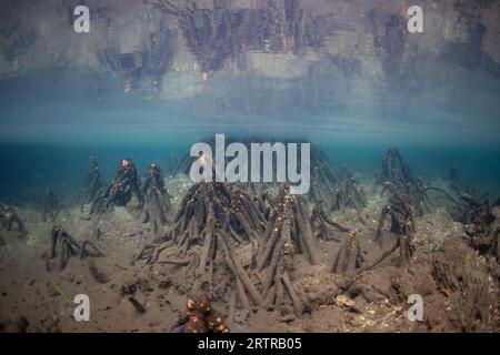 Mangrove roots rise from the mud of a marine lake in Raja Ampat, Indonesia. Mangroves play important ecological roles in tropical environments. Stock Photo