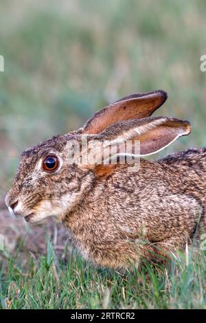 Cape Hare (Lepus capensis), Kruger National Park, South Africa Stock Photo