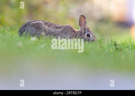 eastern cottontail (Sylvilagus floridanus) in summer Stock Photo